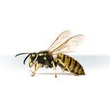 Yellow Jacket
