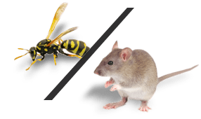 insect_rodent