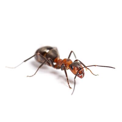 House Ants