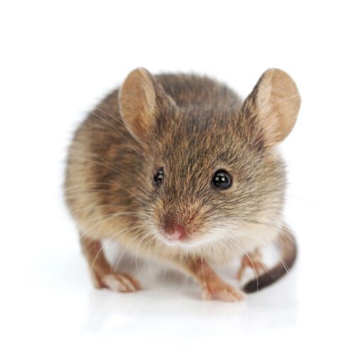 Mouse